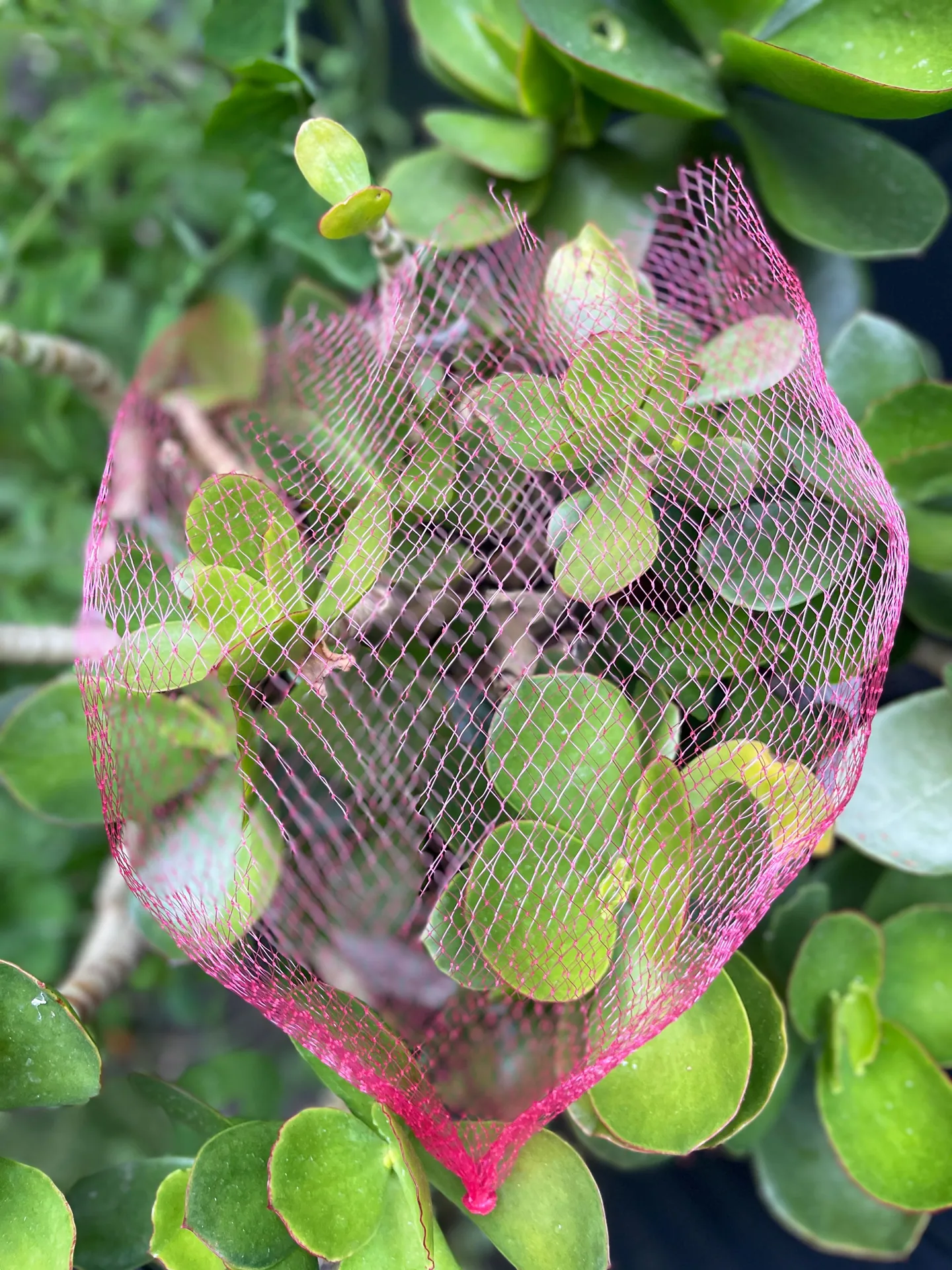 Mesh Bags - 1000 Pieces