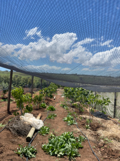 Bird Netting – 30 GSM